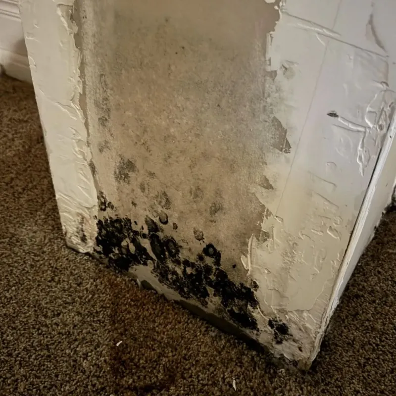 Professional Mold Removal in Saluda, VA